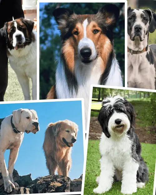 Painterly pet portrait source pet photo